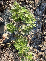 Artemisia argyi