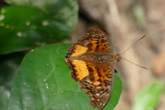 Euryphura porphyrion