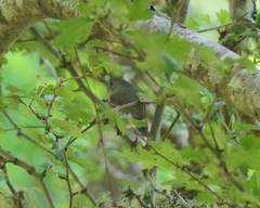 Acanthiza pusilla diemenensis