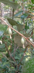 Elaeagnus thunbergii