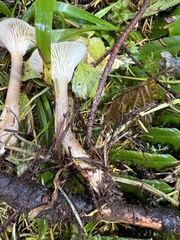 Ampulloclitocybe