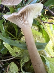 Ampulloclitocybe