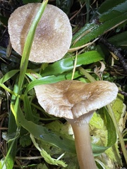 Ampulloclitocybe