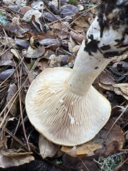 Lactarius argillaceifolius megacarpus