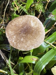 Ampulloclitocybe