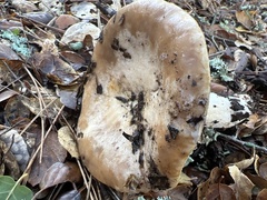 Lactarius argillaceifolius megacarpus