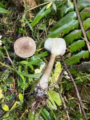 Ampulloclitocybe
