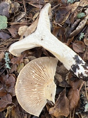 Lactarius argillaceifolius megacarpus