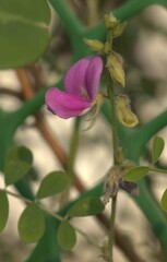 Tephrosia purpurea