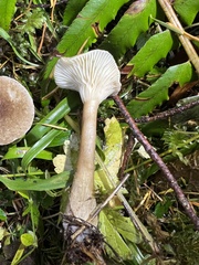 Ampulloclitocybe