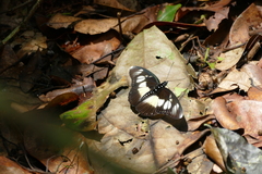 Pseudacraea lucretia