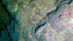 Canthigaster capistrata