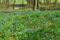 Omphalodes verna