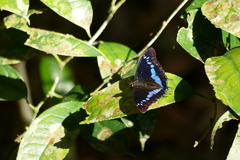 Charaxes thysi