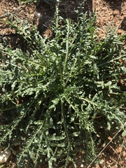 Reseda alba
