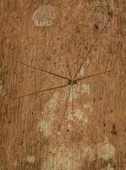 Neopantopsalis pentheter