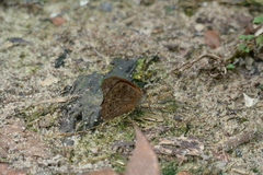 Sevenia occidentalium