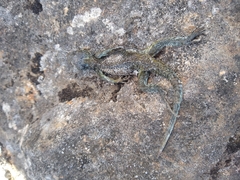 Sceloporus malachiticus