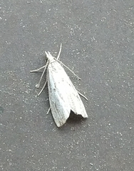Catoptria