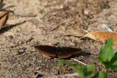 Sevenia occidentalium