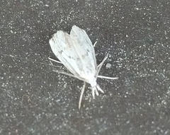 Catoptria