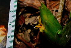 Zingiber oligophyllum