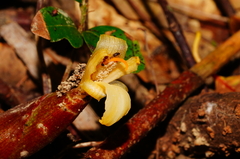 Zingiber oligophyllum