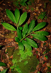 Zingiber oligophyllum