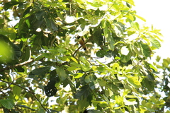 Prionops rufiventris