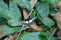 Pseudacraea lucretia