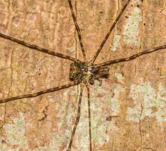 Neopantopsalis pentheter