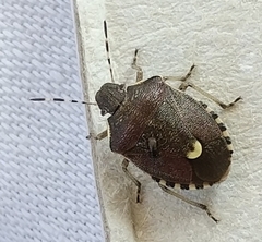 Holcostethus sphacelatus