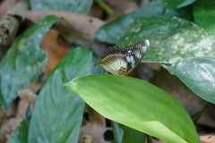 Pseudacraea lucretia