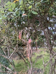 Callistemon