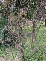 Callistemon