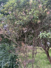 Callistemon