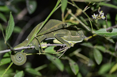 Chamaeleo zeylanicus
