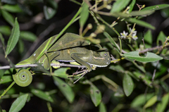 Chamaeleo zeylanicus