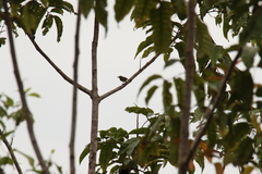 Pogoniulus scolopaceus