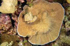 Podabacia sinai