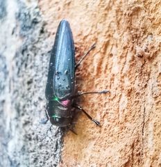 Belionota prasina