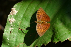 Limenitidinae