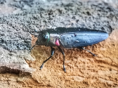 Belionota prasina