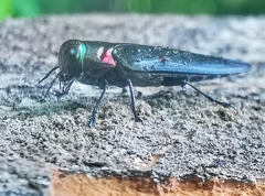 Belionota prasina