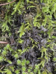 Scytinium palmatum