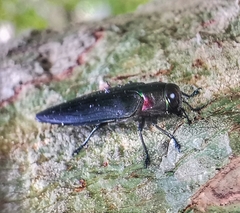 Belionota prasina