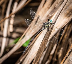 Eusynthemis nigra