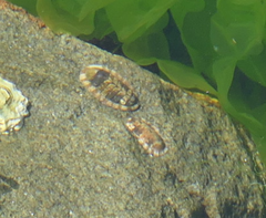 Sypharochiton pelliserpentis