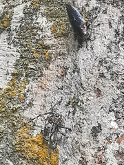 Belionota prasina