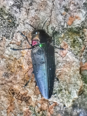 Belionota prasina